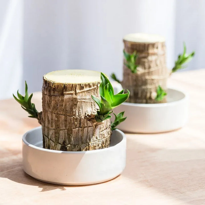 FortuneForest™ – Terrarium Végétal
