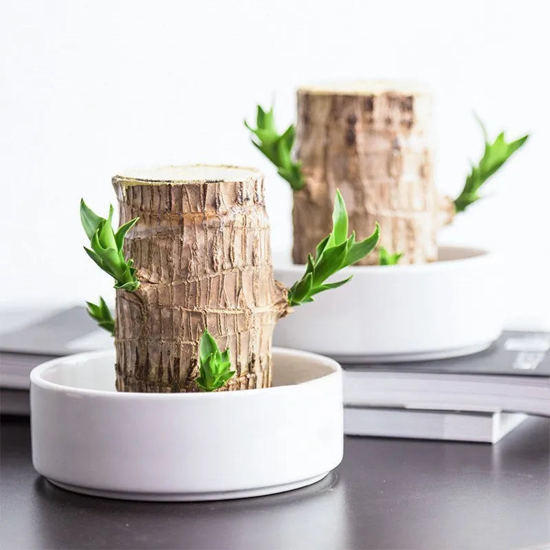 FortuneForest™ – Terrarium Végétal
