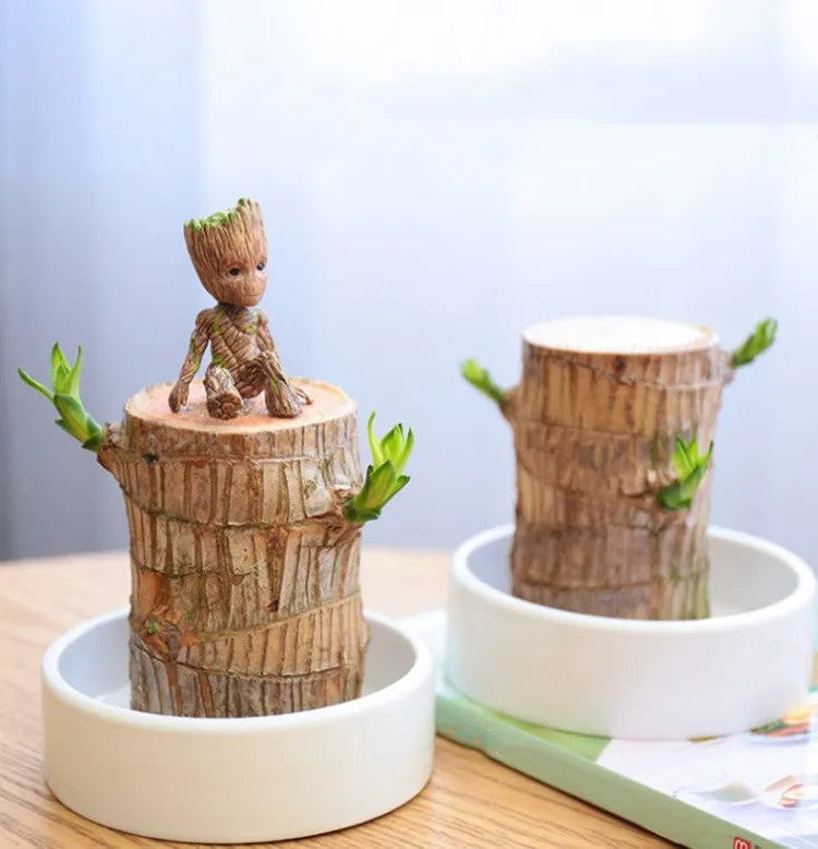 FortuneForest™ – Terrarium Végétal