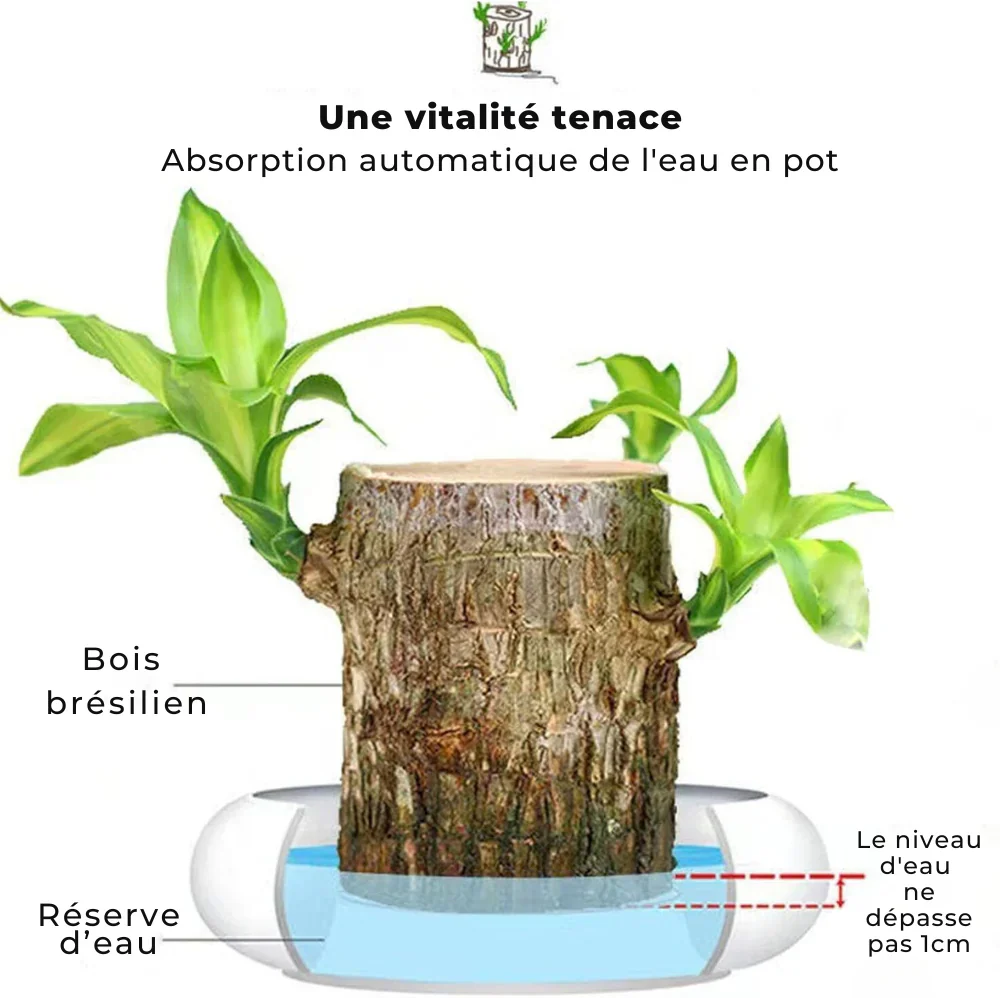 FortuneForest™ – Terrarium Végétal