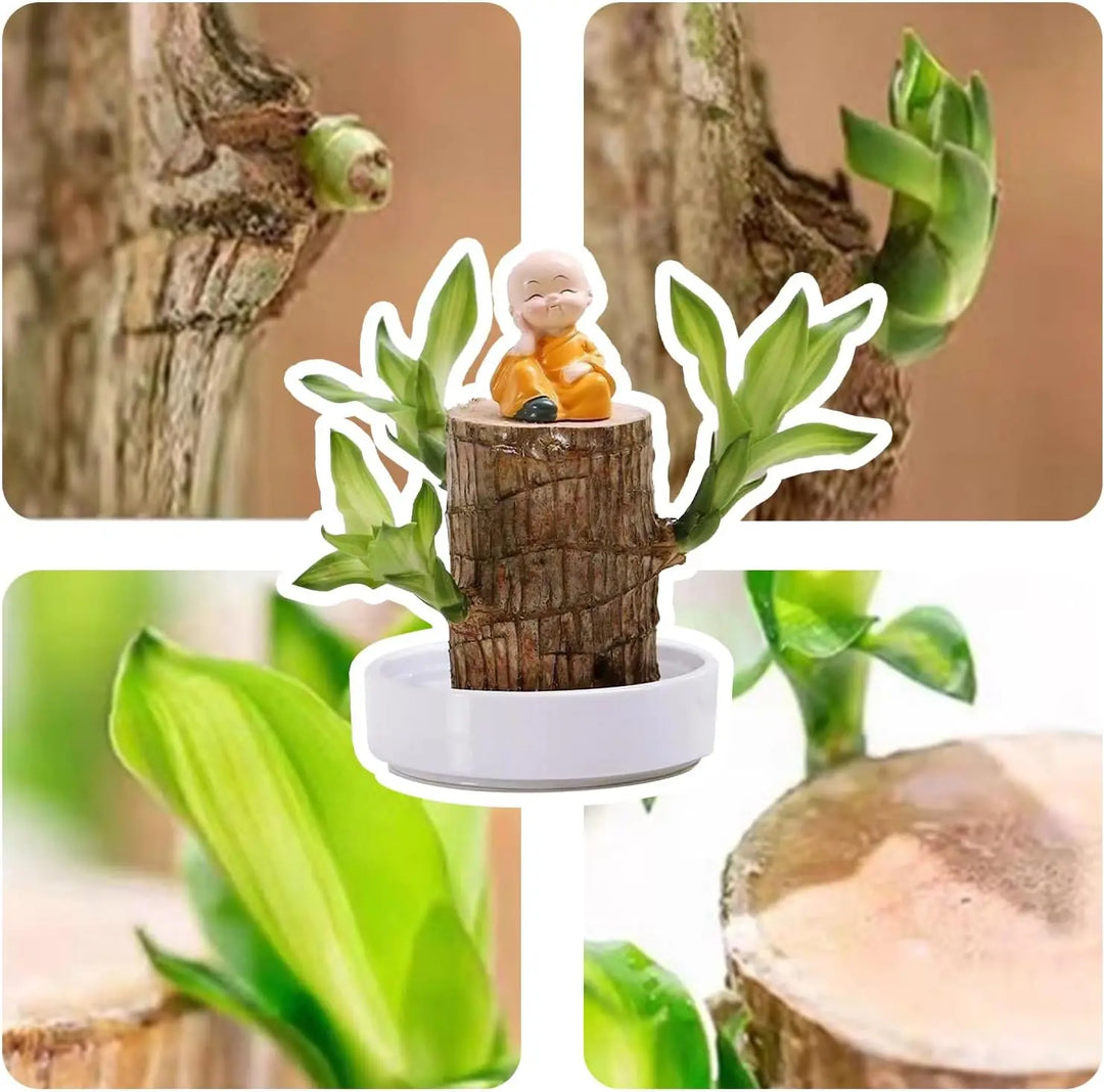FortuneForest™ – Terrarium Végétal