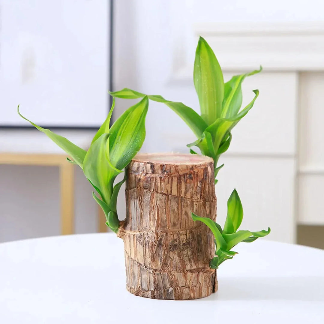 FortuneForest™ – Terrarium Végétal