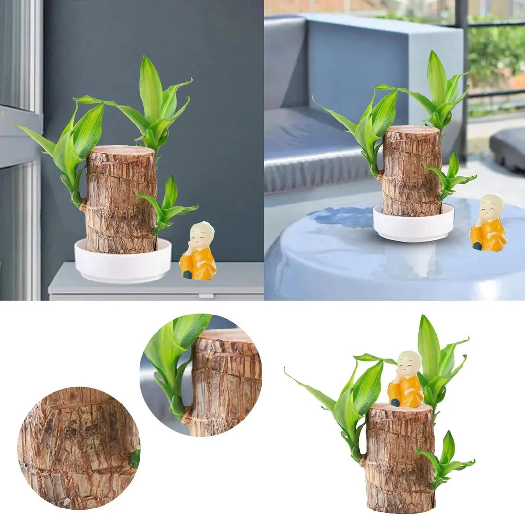 FortuneForest™ – Terrarium Végétal