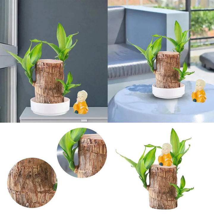 FortuneForest™ – Terrarium Végétal