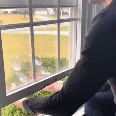 Clair Nid™ – Mangeoire Transparente Ventouse