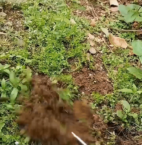 EcoRake™ – Râteau de Jardin Pratique